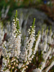 DSCN4292.JPG