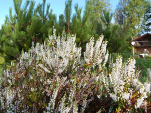 DSCN4293.JPG
