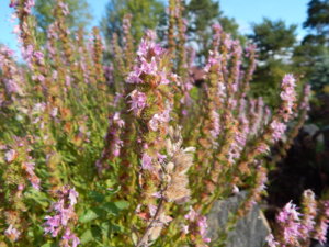 DSCN4294.JPG