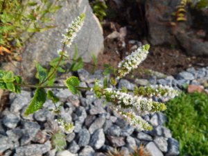DSCN4295.JPG