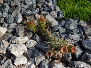 DSCN4296.JPG