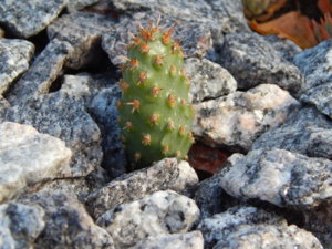 DSCN4298.JPG