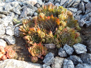 DSCN4303.JPG