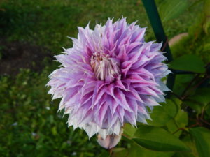 DSCN9460.JPG