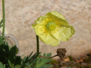 DSCN9516.JPG