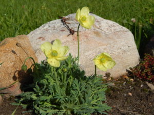 DSCN9517.JPG