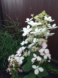 IMG_20190824_170420.jpg