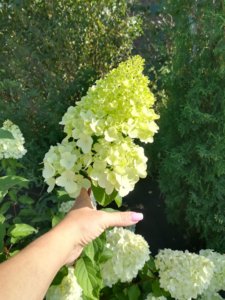IMG_20190824_160442.jpg