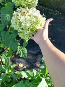 IMG_20190824_160433.jpg