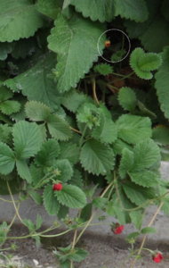 2019.08.13 Уч.№2  Лапчатка  темно-кроваво-красная (сорт 'Gibson Scarlet')_ ф_ DSCF4290.jpg