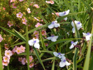 DSCN9512.JPG