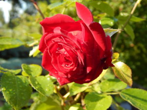 DSCN9403.JPG