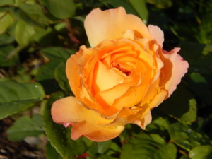 DSCN9397.JPG