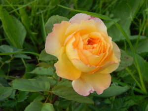 DSCN9424.JPG
