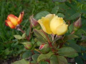 DSCN9505.JPG