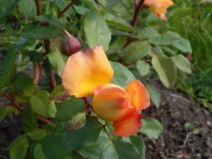 DSCN9506.JPG