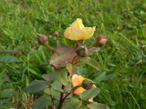 DSCN9507.JPG