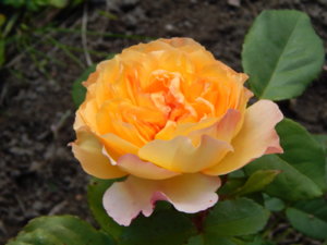 DSCN9509.JPG