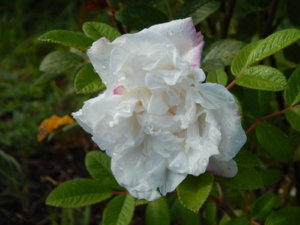 DSCN4273.JPG