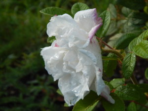 DSCN4274.JPG