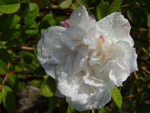 DSCN4275.JPG