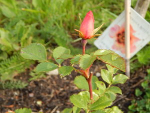 DSCN4264.JPG