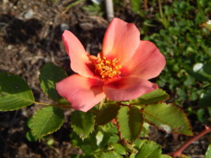 DSCN9493.JPG