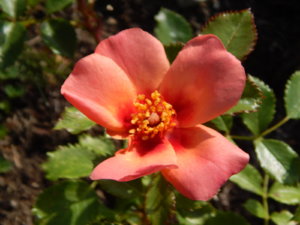 DSCN9494.JPG