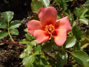 DSCN9495.JPG