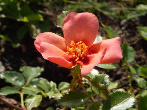 DSCN9496.JPG