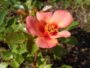 DSCN9497.JPG