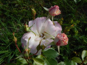 DSCN9501.JPG