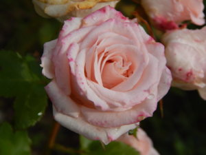 DSCN4262.JPG