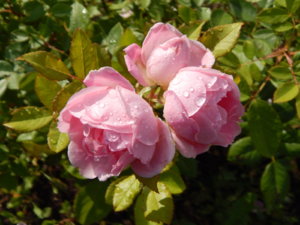 DSCN4288.JPG