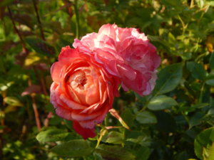 DSCN9444.JPG