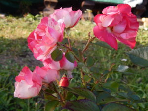 DSCN9479.JPG
