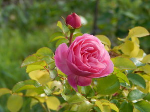 DSCN9508.JPG