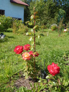DSCN4161.JPG
