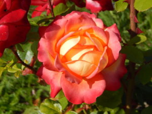 DSCN4164.JPG