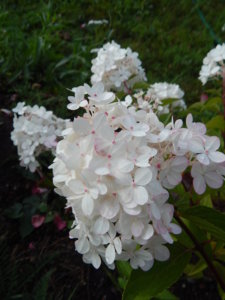DSCN4258.JPG