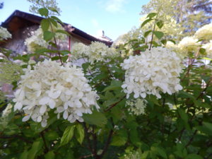 DSCN9411.JPG