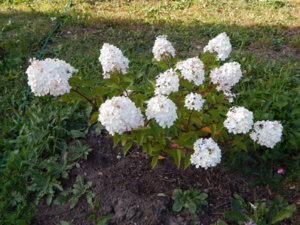 DSCN9478.JPG