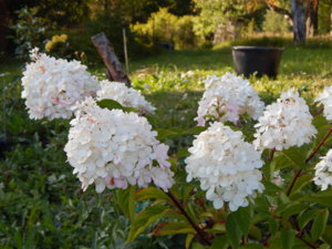 DSCN9480.JPG