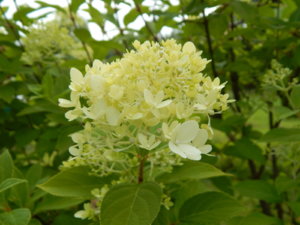 DSCN3816.JPG