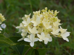 DSCN3833.JPG