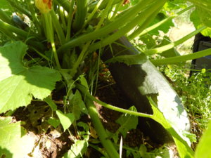 DSCN9418.JPG