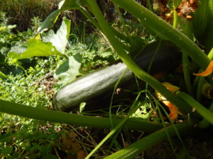DSCN9419.JPG