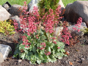 DSCN9520.JPG