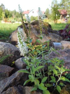 DSCN9389.JPG