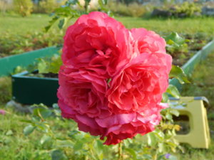 DSCN9468.JPG